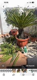 Piante di Cycas