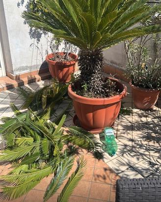 Piante di Cycas
