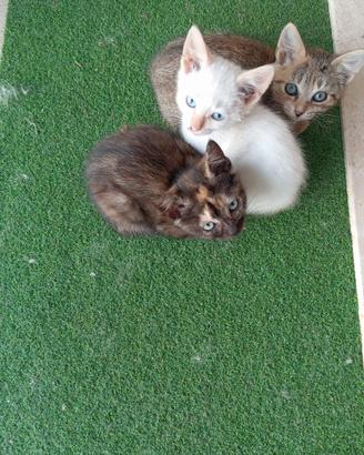 Gattine da adottare