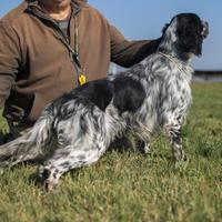 Setter caccia e gare