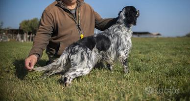 Setter caccia e gare