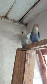 Inseparabili