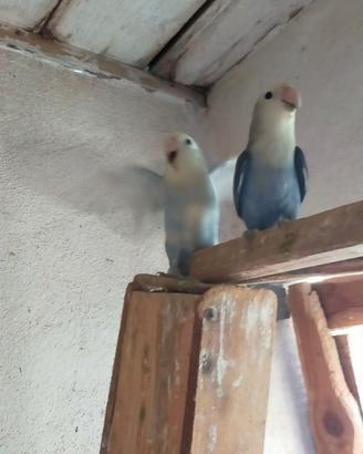 Inseparabili