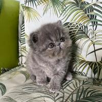 Cucciolo persiano maschio