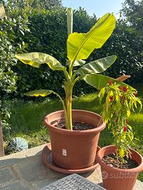 Pianta di banano