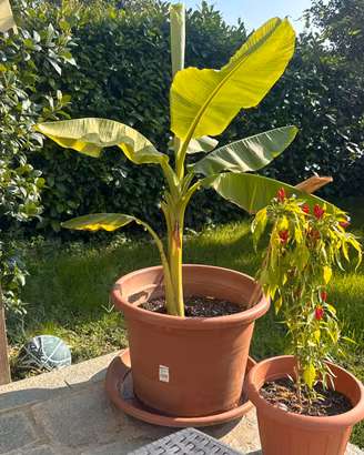 Pianta di banano