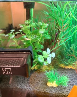 Acquario 20Litri