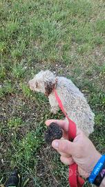 Lagotto romagnolo di 1 anno