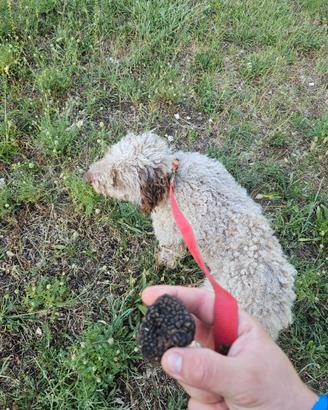 Lagotto romagnolo di 1 anno