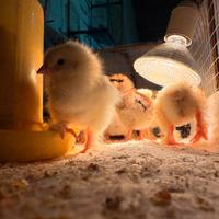 Pulcini brahma bianco Columbia