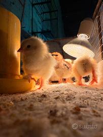 Pulcini brahma bianco Columbia