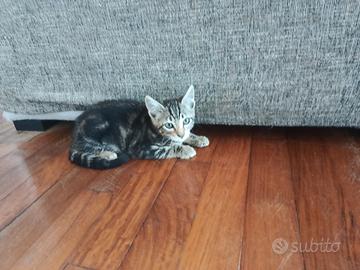 gattino mix bengala