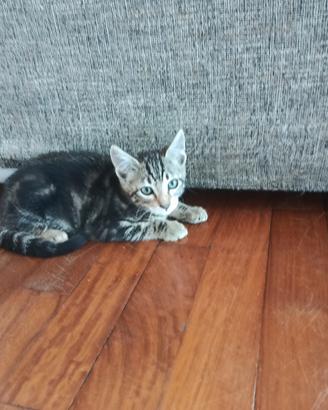 gattino mix bengala