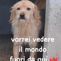 ZUCCHERO 6 ANNI 15 KG taglia media piccola