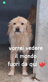 ZUCCHERO 6 ANNI 15 KG taglia media piccola