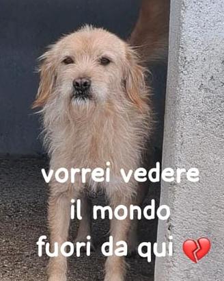 ZUCCHERO 6 ANNI 15 KG taglia media piccola