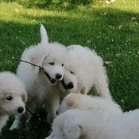 Cuccioli di pastore maremmano
