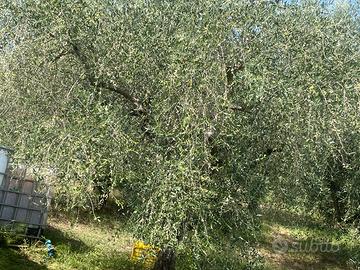 Oliveta 95 piante in piena produzione