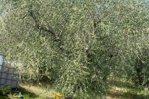 Oliveta 95 piante in piena produzione