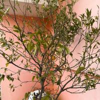 Piante di celementino