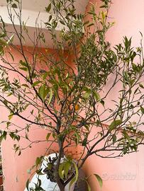 Piante di celementino