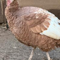 Tacchino rosso di borbone