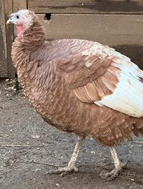 Tacchino rosso di borbone