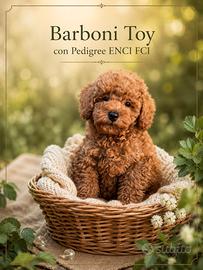 Barboncino toy