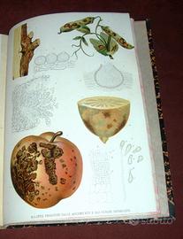 Patologia vegetale - 1905 - illustrato