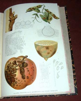 Patologia vegetale - 1905 - illustrato