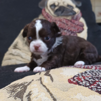 Chihuahua fratelli maschi