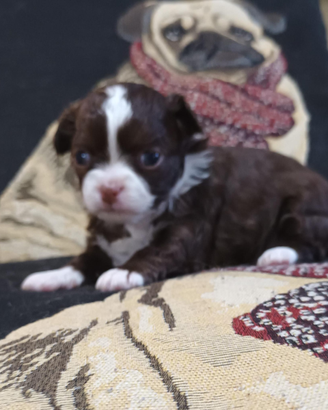 Chihuahua fratelli maschi