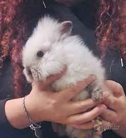 Coniglio d'angora