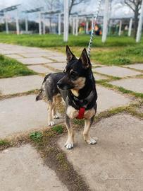 Spikie maschietto taglia contenuta