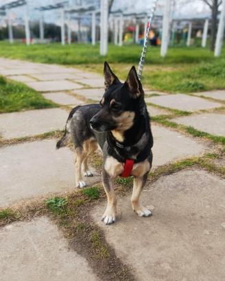 Spikie maschietto taglia contenuta