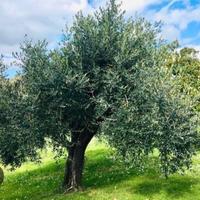 palme di ulivo zona salerno provincia