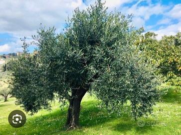 palme di ulivo zona salerno provincia