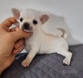 Chihuahua pedigree enci