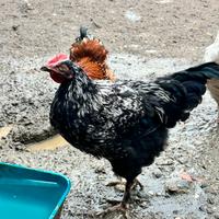 Galletto robusta maculata