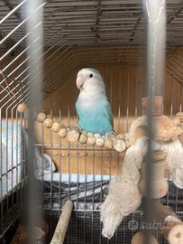 Inseparabile maschio