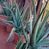 Piante di Aloe