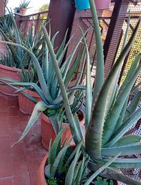 Piante di Aloe