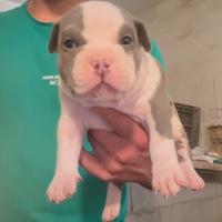 American bully