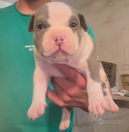 American bully