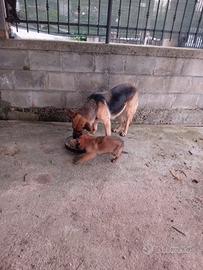 Cuccioli di pastore tedesco