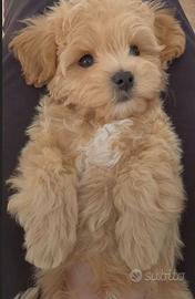 Maltipoo
