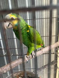 Amazzone spalle gialle