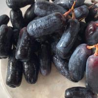 Piante  di uva e talee per innesto