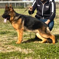 Cucciola Femmina di Pastore Tedesco