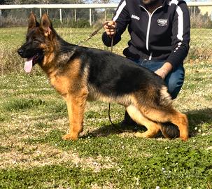 Cucciola Femmina di Pastore Tedesco
